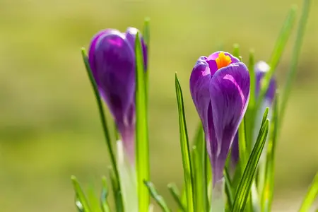 Crocus 'Remembrance' - flower bulb 8/10 - image 1