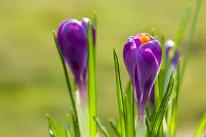 Crocus 'Remembrance'