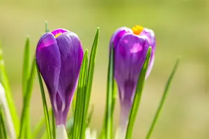 Crocus 'Remembrance' - flower bulb 8/10 - image 3