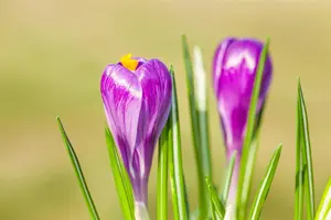 Crocus 'Remembrance' - flower bulb 8/10 - image 4