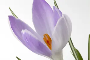 Crocus sativus