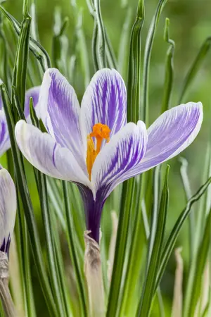 Crocus tricolor - flower bulb 6/8 - image 5