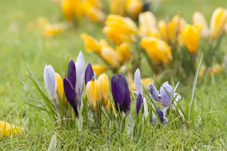 Crocus tricolor - flower bulb 6/8 - image 2