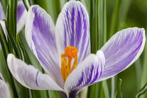 Crocus tricolor - flower bulb 6/8 - image 4