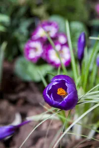 Crocus vernus mix