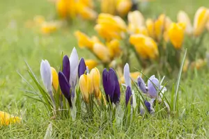 Crocus vernus mix - flower bulb 8/10 - image 2