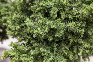 Cryptomeria j. 'Araucarioides'