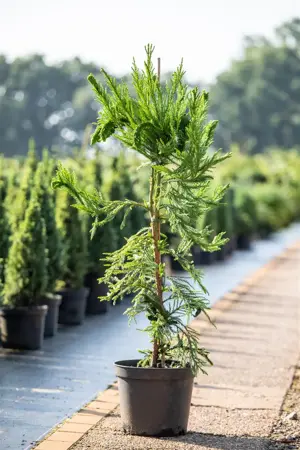 Cryptomeria j. 'Cristata' - 40-50 CM C3 - image 3
