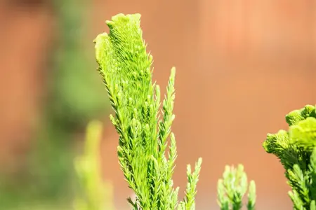 Cryptomeria j. 'Cristata' - 40-50 CM C3 - image 4