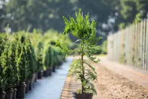 Cryptomeria j. 'Cristata' - 40-50 CM C3 - image 2
