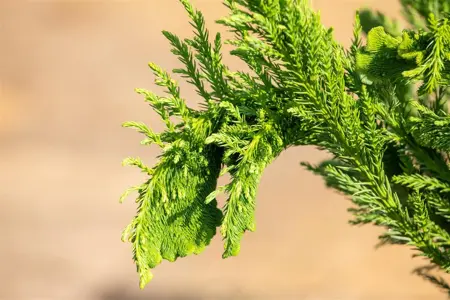 Cryptomeria j. 'Cristata' - 40-50 CM C3 - image 5