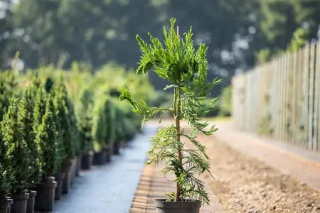 Cryptomeria j. 'Cristata' - 50-60 CM C5 - image 2
