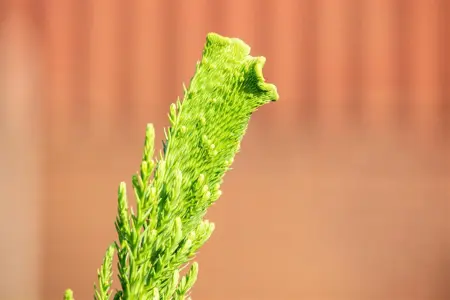 Cryptomeria j. 'Cristata' - 40-50 CM C3 - image 1
