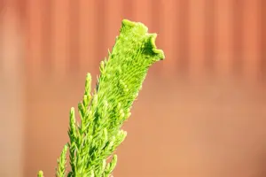 Cryptomeria j. 'Cristata'