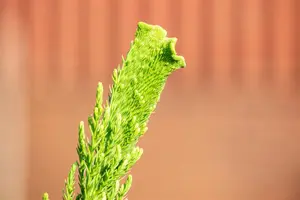 Cryptomeria j. 'Cristata'