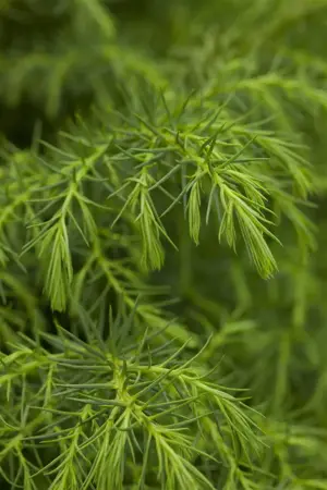 Cryptomeria j. 'Elegans Viridis' - 15-20 CM P9 - image 4