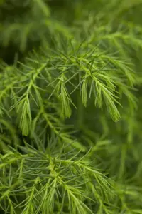 Cryptomeria j. 'Elegans Viridis' - 15-20 CM P9 - image 4