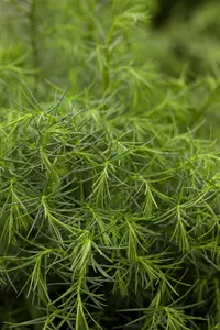 Cryptomeria j. 'Elegans Viridis' - 60-80 CM C10 - image 3