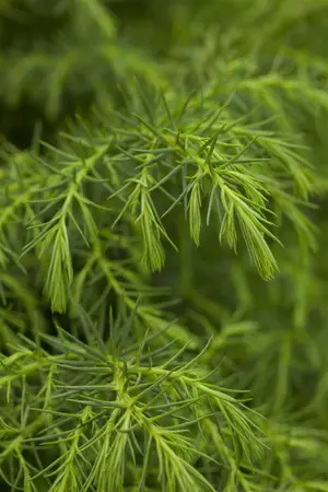 Cryptomeria j. 'Elegans Viridis' - 60-80 CM C10 - image 4