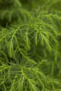 Cryptomeria j. 'Elegans Viridis' - 60-80 CM C10 - image 4
