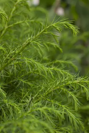 Cryptomeria j. 'Elegans Viridis' - 60-80 CM C10 - image 5
