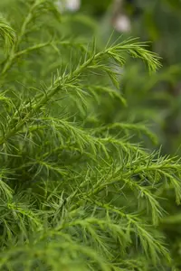 Cryptomeria j. 'Elegans Viridis' - 60-80 CM C10 - image 5