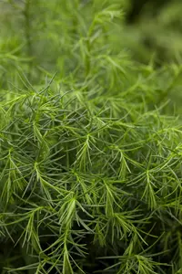 CRYPTOMERIA j ELEGANS VIRIDIS
