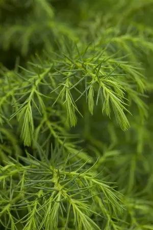 Cryptomeria j. 'Elegans Viridis' - P9 - image 2