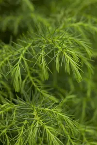 Cryptomeria j. 'Elegans Viridis' - P9 - image 2