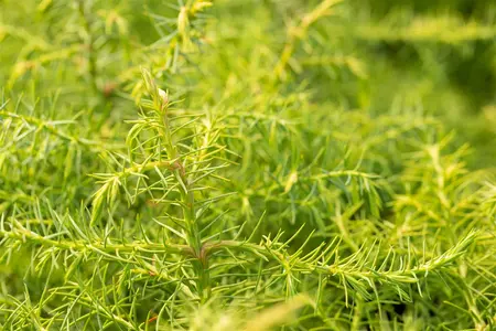 Cryptomeria j. 'Elegans Viridis' - 40-50 CM C5 - image 5