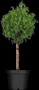 Cryptomeria j. 'Elegans Viridis'