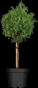 Cryptomeria j. 'Elegans Viridis' - 60-80 CM C10 - image 1