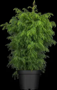 Cryptomeria j. 'Elegans Viridis' - 60-80 CM C10 - image 2