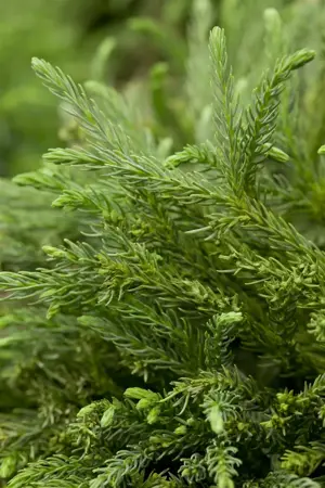 Cryptomeria j. 'Globosa Nana' - 40 CM STEM C7.5 - image 5