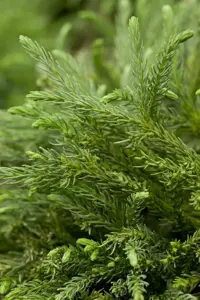 Cryptomeria j. 'Globosa Nana' - 40 CM STEM C7.5 - image 5