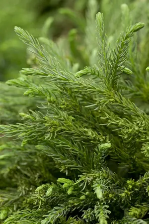 Cryptomeria j. 'Globosa Nana' - 80-100 CM C80 - image 4