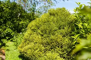 Cryptomeria j. 'Globosa Nana' - 40 CM STEM C7.5 - image 2