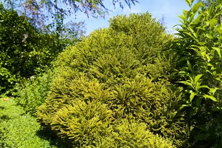 Cryptomeria j. 'Globosa Nana' - 40 CM STEM C7.5 - image 3