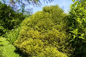 Cryptomeria j. 'Globosa Nana' - 40 CM STEM C7.5 - image 3