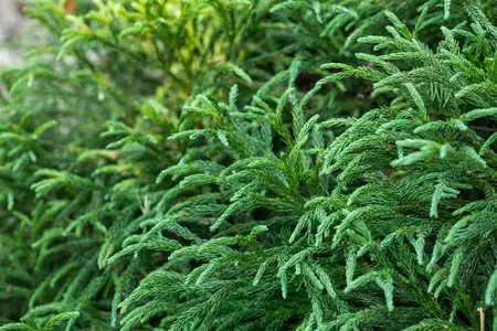Cryptomeria j. 'Globosa Nana' - 40-50 CM RB - image 5