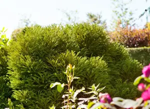 Cryptomeria j. 'Globosa Nana' - 40 CM STEM C7.5 - image 1