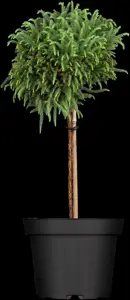 Cryptomeria j. 'Globosa Nana' - 40 CM STEM C7.5 - image 4