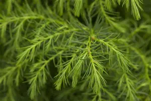 Cryptomeria j. 'Kyara Gold' - 40-50 CM C3 - image 3