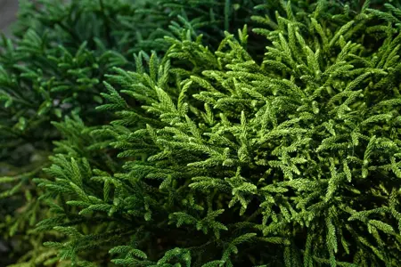 Cryptomeria j. 'Little Champion' - 15-20 CM C3 - image 3