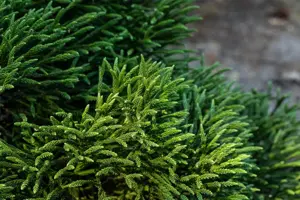 Cryptomeria j. 'Little Champion' - 15-20 CM C3 - image 4