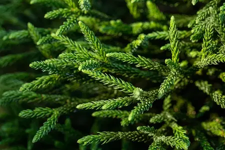 Cryptomeria j. 'Little Champion' - 40 CM STEM C5 - image 2