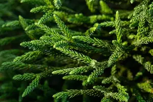 Cryptomeria j. 'Little Champion' - 40 CM STEM C5 - image 2