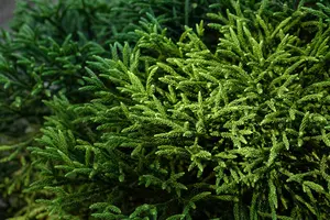 Cryptomeria j. 'Little Champion' - 40 CM STEM C5 - image 3