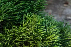 Cryptomeria j. 'Little Champion' - 40 CM STEM C5 - image 4