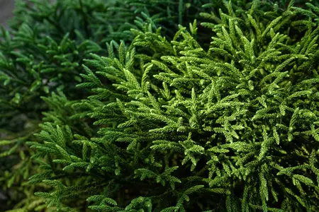 Cryptomeria j. 'Little Champion' - 40 CM STEM C12 - image 3